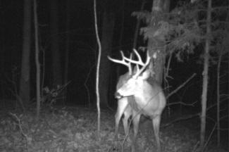 Kentucky Whitetail Deer Trail Cam Photos