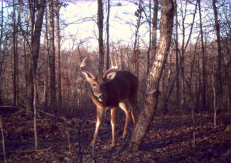 Kentucky Whitetail Deer Trail Cam Photos