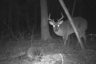 Kentucky Whitetail Deer Trail Cam Photos