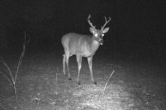 Kentucky Whitetail Deer Trail Cam Photos