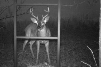 Kentucky Whitetail Deer Trail Cam Photos