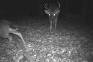 Kentucky Whitetail Deer Trail Cam Photos