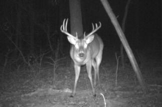 Kentucky Whitetail Deer Trail Cam Photos