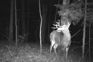 Kentucky Whitetail Deer Trail Cam Photos