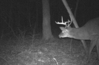 Kentucky Whitetail Deer Trail Cam Photos