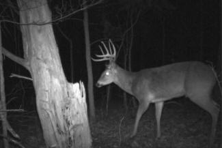 Kentucky Whitetail Deer Trail Cam Photos