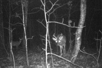 Kentucky Whitetail Deer Trail Cam Photos