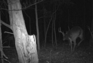 Kentucky Whitetail Deer Trail Cam Photos