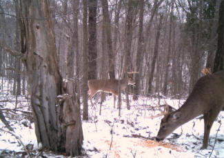 Kentucky Whitetail Deer Trail Cam Photos