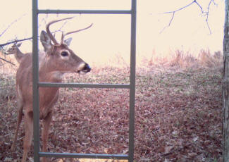 Kentucky Whitetail Deer Trail Cam Photos