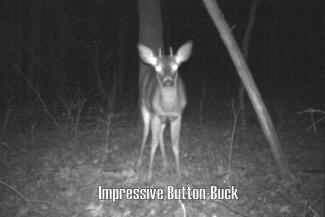 Kentucky Whitetail Deer Trail Cam Photos