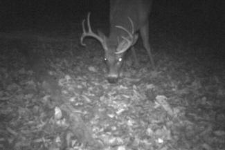 Kentucky Whitetail Deer Trail Cam Photos
