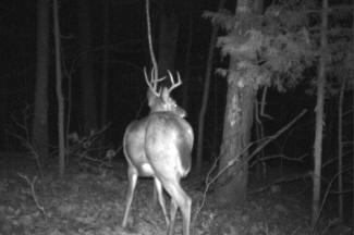 Kentucky Whitetail Deer Trail Cam Photos