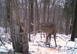 Kentucky Whitetail Deer Trail Cam Photos