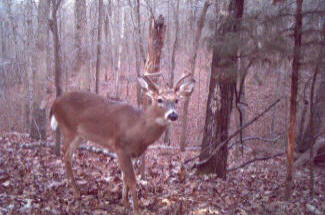 Kentucky Whitetail Deer Trail Cam Photos