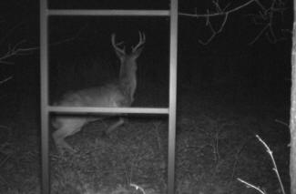 Kentucky Whitetail Deer Trail Cam Photos