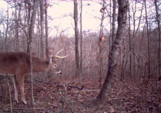 Kentucky Whitetail Deer Trail Cam Photos