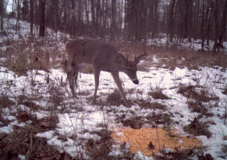 Kentucky Whitetail Deer Trail Cam Photos