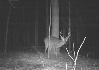 Kentucky Whitetail Deer Trail Cam Photos