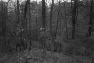 Kentucky Whitetail Deer Trail Cam Photos