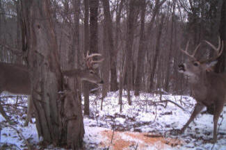 Kentucky Whitetail Deer Trail Cam Photos