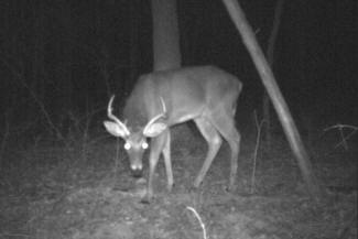 Kentucky Whitetail Deer Trail Cam Photos