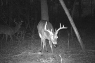 Kentucky Whitetail Deer Trail Cam Photos