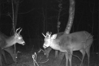 Kentucky Whitetail Deer Trail Cam Photos