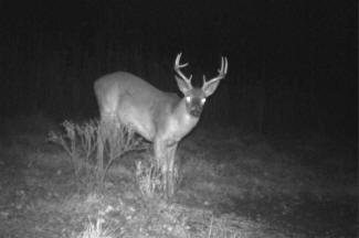Kentucky Whitetail Deer Trail Cam Photos