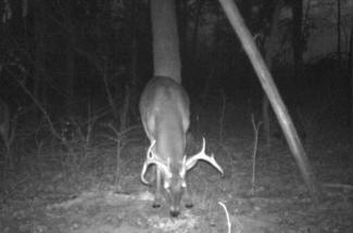 Kentucky Whitetail Deer Trail Cam Photos