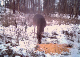 Kentucky Whitetail Deer Trail Cam Photos