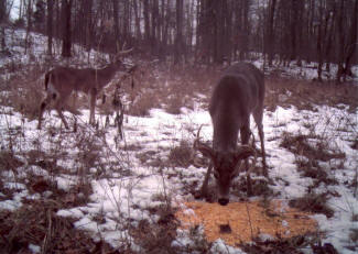 Kentucky Whitetail Deer Trail Cam Photos