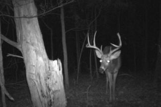 Kentucky Whitetail Deer Trail Cam Photos