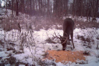 Kentucky Whitetail Deer Trail Cam Photos