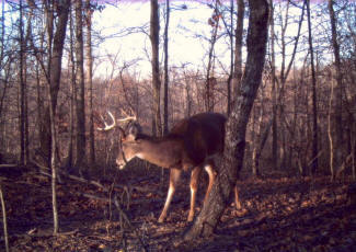 Kentucky Whitetail Deer Trail Cam Photos