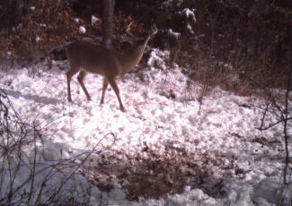 Kentucky Whitetail Deer Trail Cam Photos