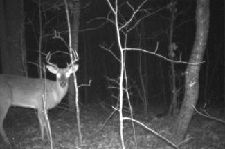 Kentucky Whitetail Deer Trail Cam Photos