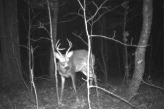 Kentucky Whitetail Deer Trail Cam Photos