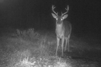 Kentucky Whitetail Deer Trail Cam Photos