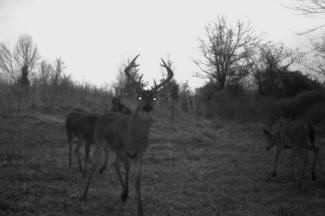 Kentucky Whitetail Deer Trail Cam Photos