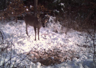 Kentucky Whitetail Deer Trail Cam Photos