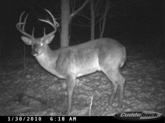 Kentucky deer hunting, western kentucky deer hunting, deer hunting, hunting, archery, Whitetail deer hunting, west ky whitetail hunting, kentucky whitetail outfitters, boone & crocket