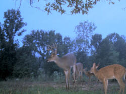 Kentucky deer hunting, western kentucky deer hunting, deer hunting, hunting, archery, Whitetail deer hunting, west ky whitetail hunting, kentucky whitetail outfitters, boone & crocket, food plots, deer food plots, chickory plots, lodging