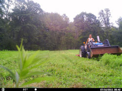 Kentucky deer hunting, western kentucky deer hunting, deer hunting, hunting, archery, Whitetail deer hunting, west ky whitetail hunting, kentucky whitetail outfitters, boone & crocket, food plots, deer food plots, chickory plots, lodging