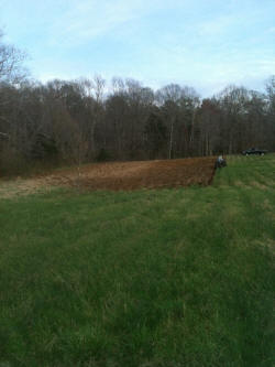 Kentucky deer hunting, western kentucky deer hunting, deer hunting, hunting, archery, Whitetail deer hunting, west ky whitetail hunting, kentucky whitetail outfitters, boone & crocket, food plots, deer food plots, chickory plots, lodging