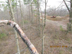 Kentucky deer hunting, western kentucky deer hunting, deer hunting, hunting, archery, Whitetail deer hunting, west ky whitetail hunting, kentucky whitetail outfitters, boone & crocket, food plots, deer food plots, chickory plots, lodging