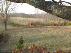 Kentucky deer hunting, western kentucky deer hunting, deer hunting, hunting, archery, Whitetail deer hunting, west ky whitetail hunting, kentucky whitetail outfitters, boone & crocket, food plots, deer food plots, chickory plots, lodging
