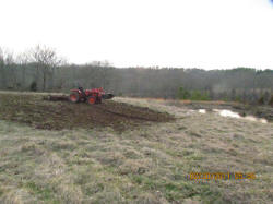 Kentucky deer hunting, western kentucky deer hunting, deer hunting, hunting, archery, Whitetail deer hunting, west ky whitetail hunting, kentucky whitetail outfitters, boone & crocket, food plots, deer food plots, chickory plots, lodging