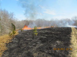 Kentucky deer hunting, western kentucky deer hunting, deer hunting, hunting, archery, Whitetail deer hunting, west ky whitetail hunting, kentucky whitetail outfitters, boone & crocket, food plots, deer food plots, chickory plots, lodging
