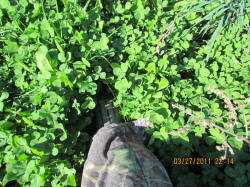 Kentucky deer hunting, western kentucky deer hunting, deer hunting, hunting, archery, Whitetail deer hunting, west ky whitetail hunting, kentucky whitetail outfitters, boone & crocket, food plots, deer food plots, chickory plots, lodging